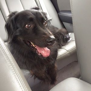 Meet your Posher, Annie